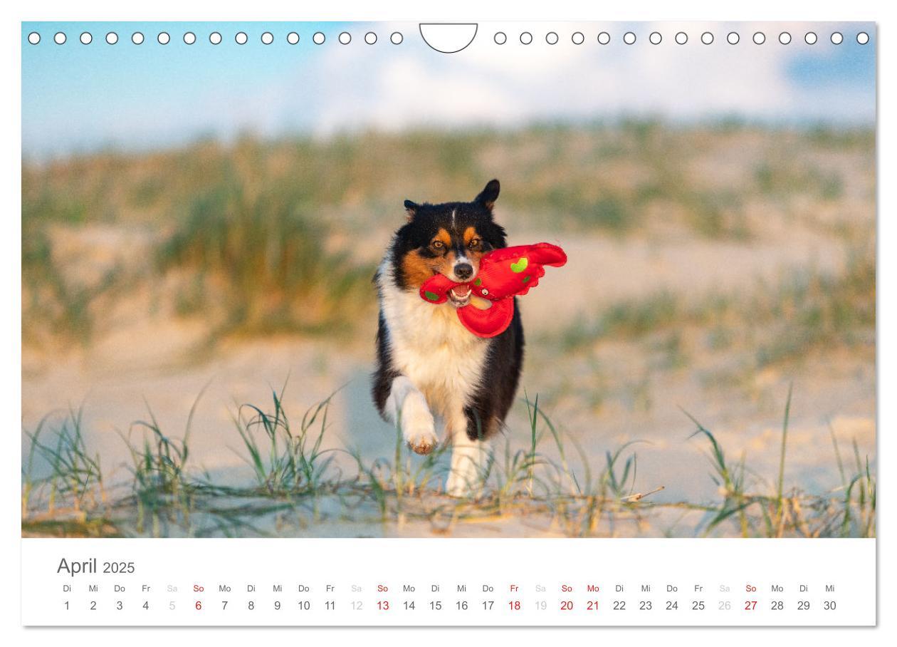 Bild: 9783435673032 | Australian Shepherd 2025 (Wandkalender 2025 DIN A4 quer), CALVENDO...