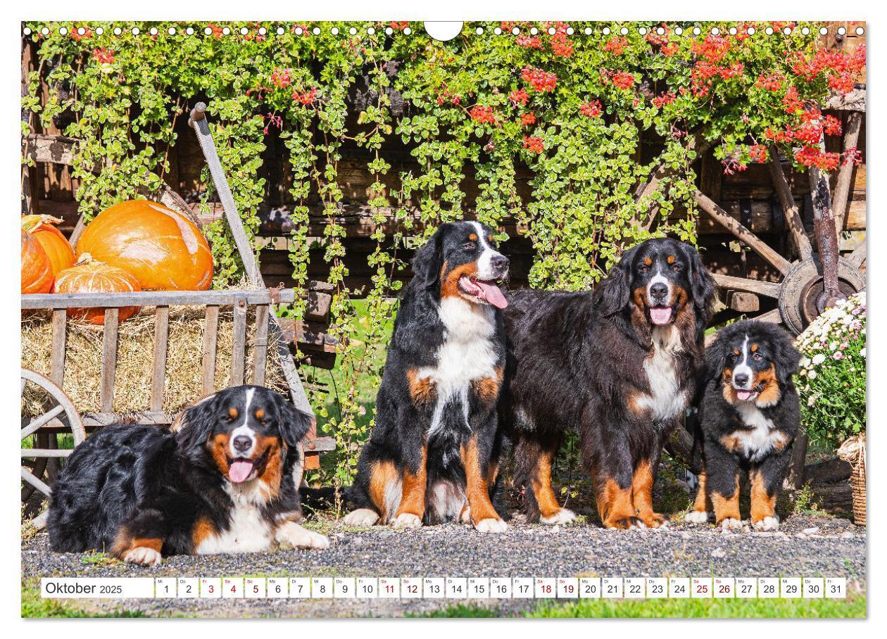 Bild: 9783383847561 | Berner Sennenhund - Ein Freund auf vier Pfoten (Wandkalender 2025...