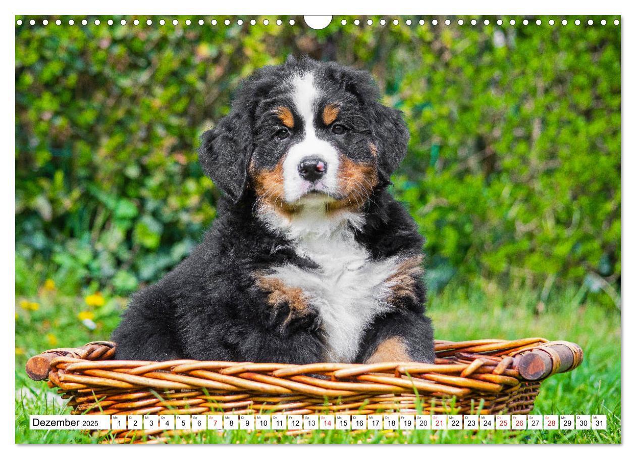 Bild: 9783435215331 | Kleine Herzen auf 4 Pfoten - Berner Sennenhunde (Wandkalender 2025...