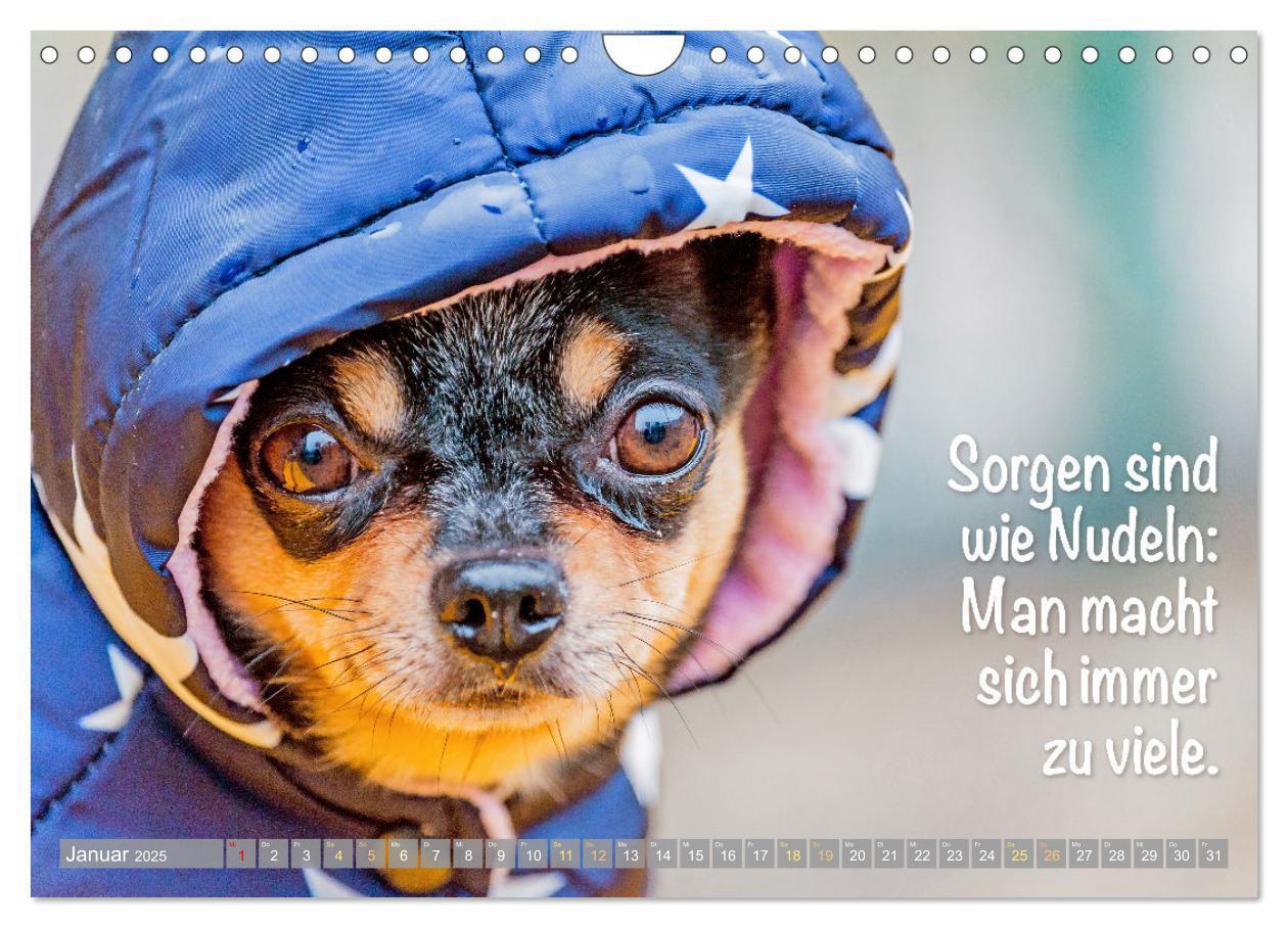 Bild: 9783457199787 | Chihuahua: Kleine Hunde, aber oho (Wandkalender 2025 DIN A4 quer),...