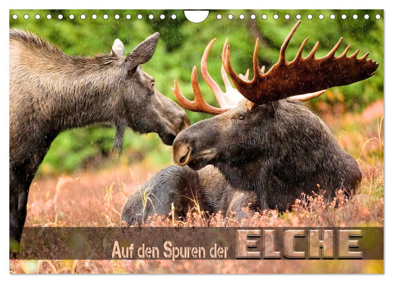 Cover: 9783383945090 | Auf den Spuren der Elche (Wandkalender 2025 DIN A4 quer), CALVENDO...