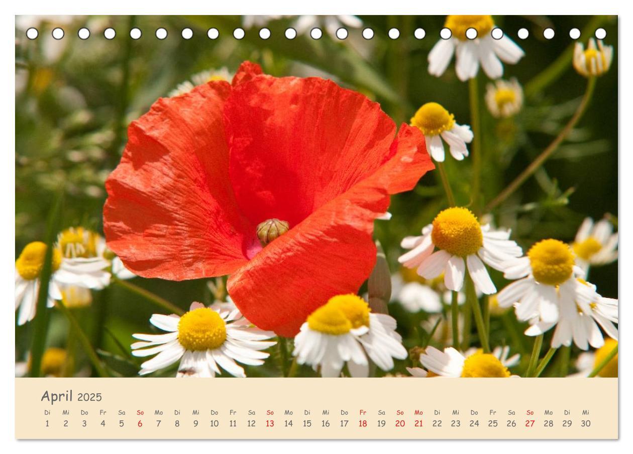 Bild: 9783435493500 | Mohnblumen - rote Schönheiten (Tischkalender 2025 DIN A5 quer),...