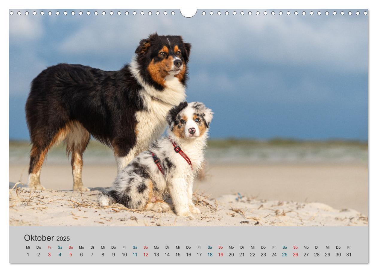 Bild: 9783435762569 | Mit Aussies unterwegs - Die bunte Welt der Australian Shepherds...