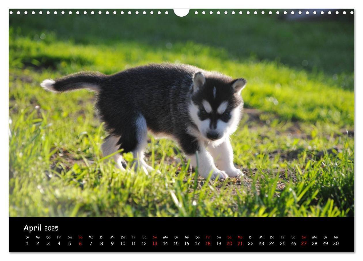 Bild: 9783435738939 | Huskys - Traumhunde (Wandkalender 2025 DIN A3 quer), CALVENDO...