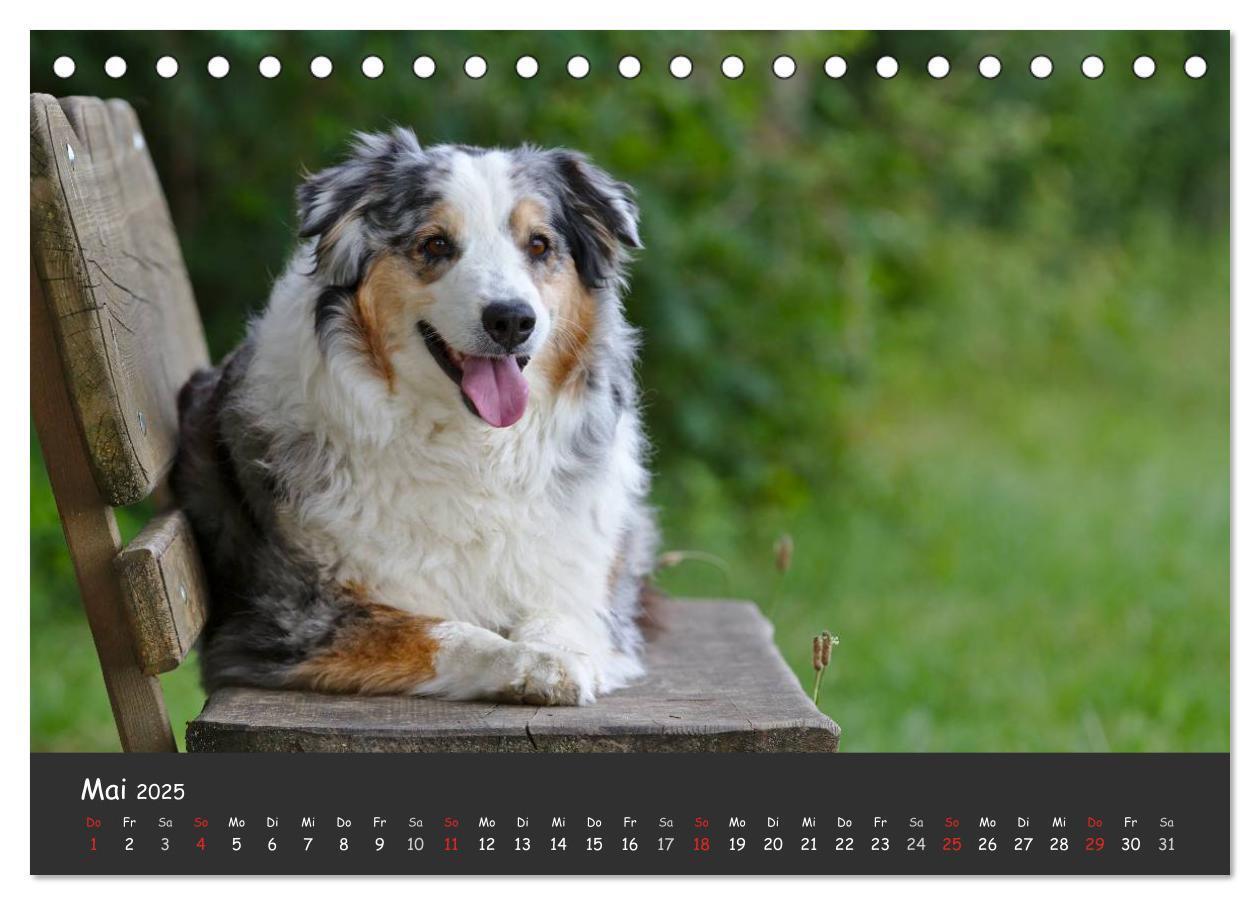 Bild: 9783435581344 | Australian Shepherd - Augenblicke (Tischkalender 2025 DIN A5 quer),...