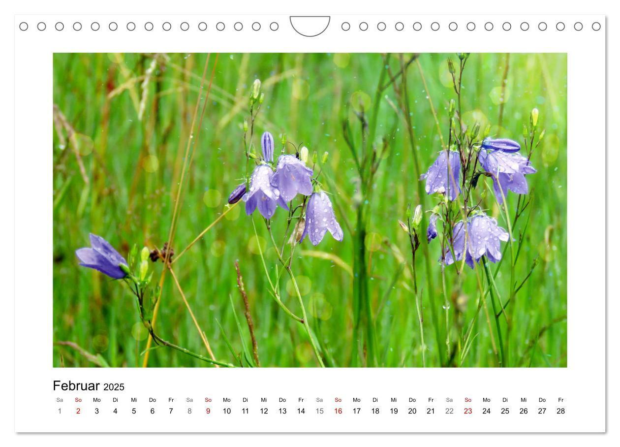 Bild: 9783435078158 | Mein Sehnsuchtsort, die Blumenwiese (Wandkalender 2025 DIN A4...