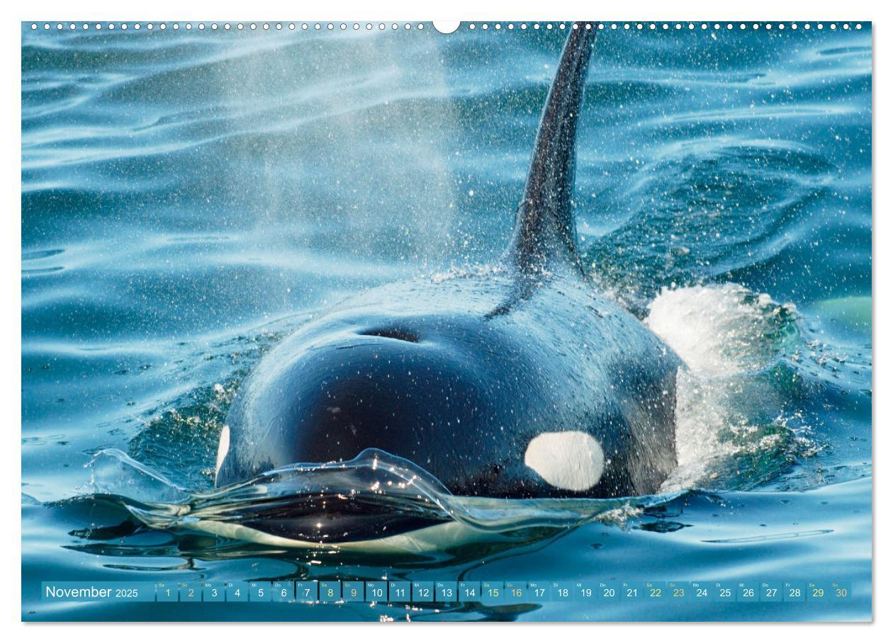 Bild: 9783383865626 | Orcas: Schwarz-weiße Giganten (Wandkalender 2025 DIN A2 quer),...