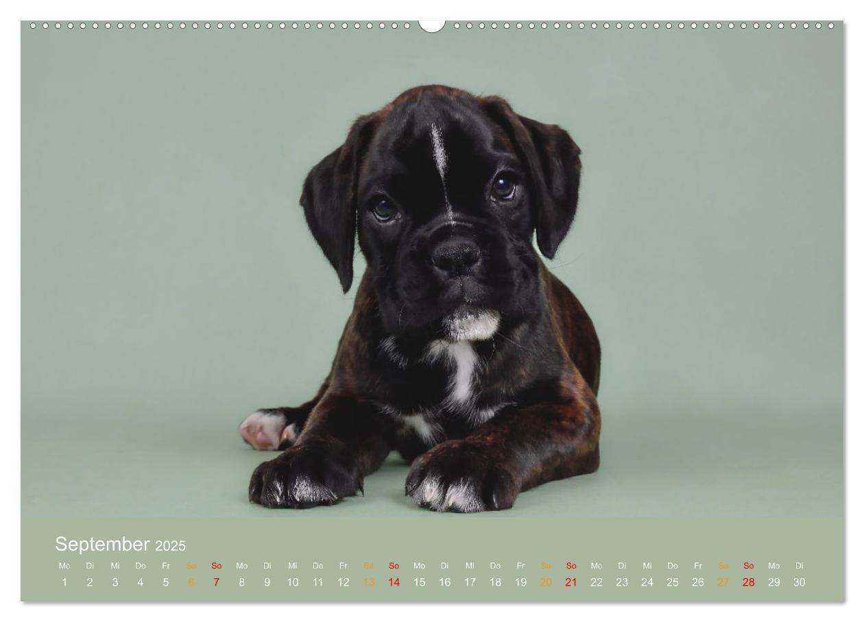 Bild: 9783457226254 | Boxer Welpen einfach zuckersüß (hochwertiger Premium Wandkalender...