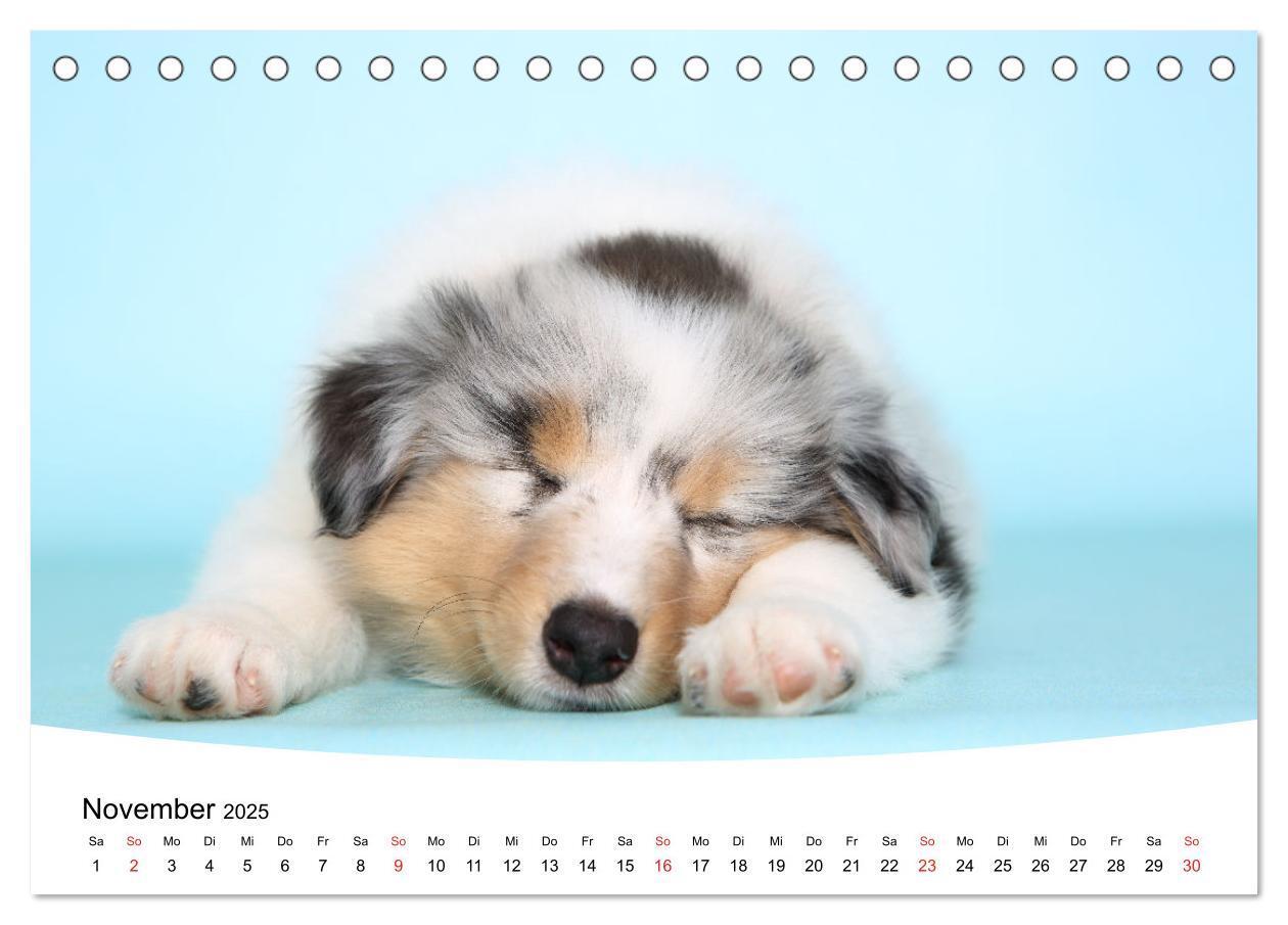 Bild: 9783435159857 | Süße Träume 2025 - schlafende Hundewelpen (Tischkalender 2025 DIN...