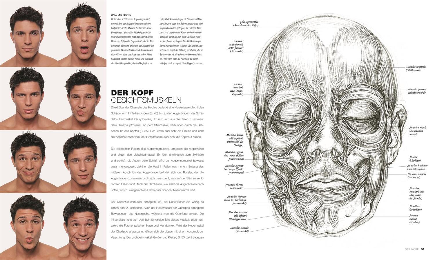 Bild: 9783831042296 | Anatomie für Künstler | Alles über das Aktzeichnen | Sarah Simblet