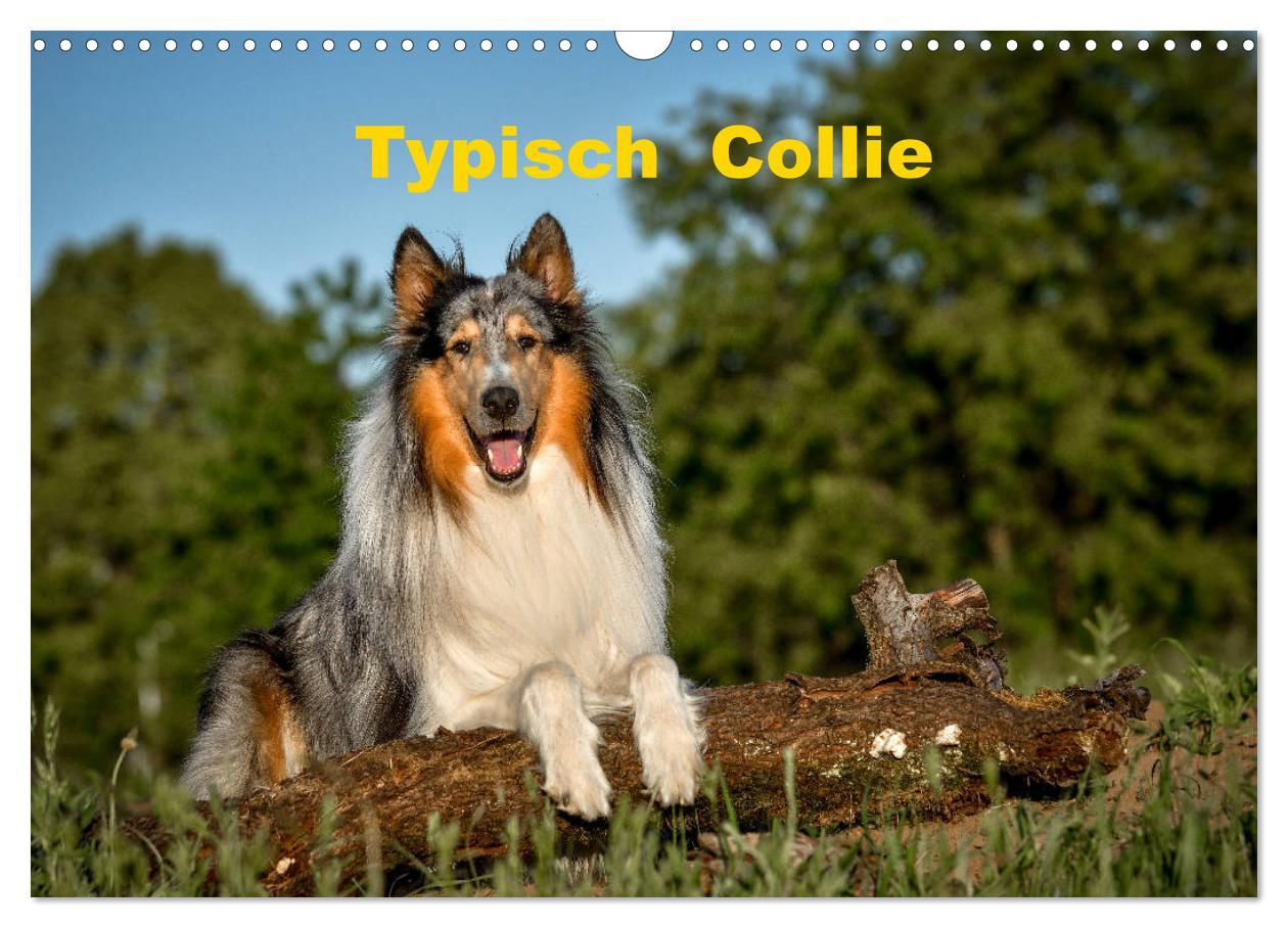 Cover: 9783435110629 | Typisch Collie (Wandkalender 2025 DIN A3 quer), CALVENDO...