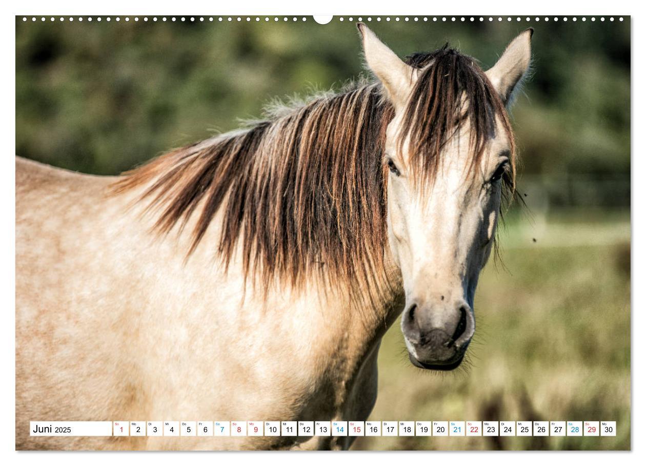 Bild: 9783435171699 | Durch das Jahr mit dem Connemara Pony Holly (Wandkalender 2025 DIN...