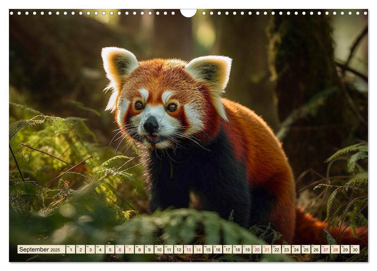 Bild: 9783383905131 | Roter Panda - gefährdeter Katzenbär (Wandkalender 2025 DIN A3...