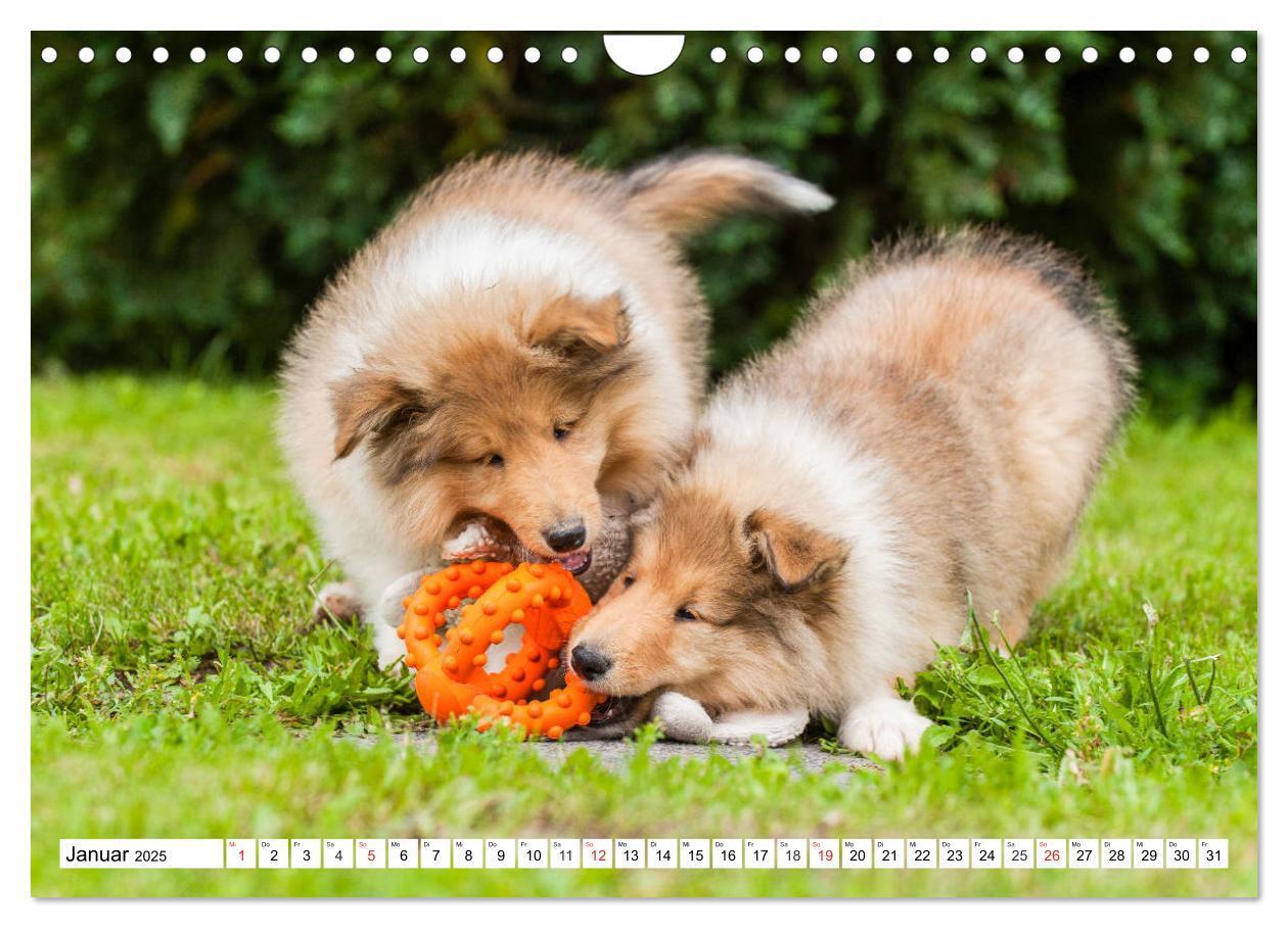 Bild: 9783435251452 | Colliewelpen - kleine Collies erobern die Welt (Wandkalender 2025...