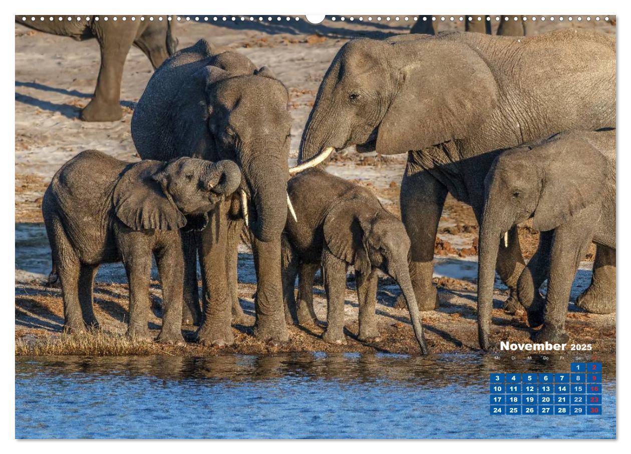 Bild: 9783435716258 | Afrikas Tierwelt: Elefantenbabys (Wandkalender 2025 DIN A2 quer),...