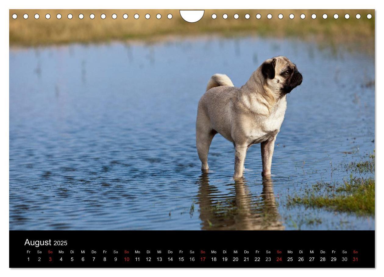 Bild: 9783435818198 | Mops 2025 (Wandkalender 2025 DIN A4 quer), CALVENDO Monatskalender