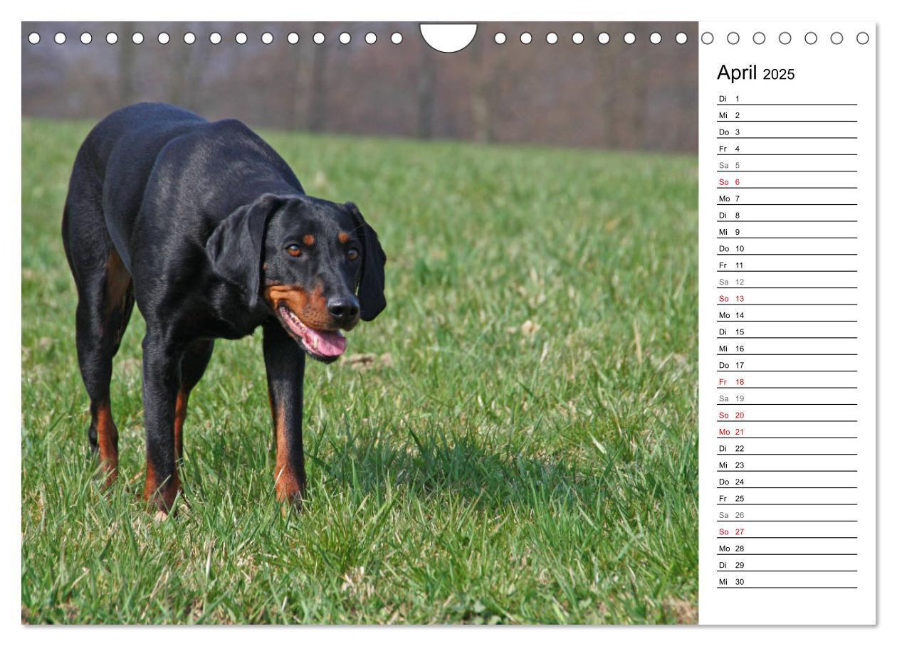 Bild: 9783435455089 | Der Brandlbracken-Terminplaner (Wandkalender 2025 DIN A4 quer),...