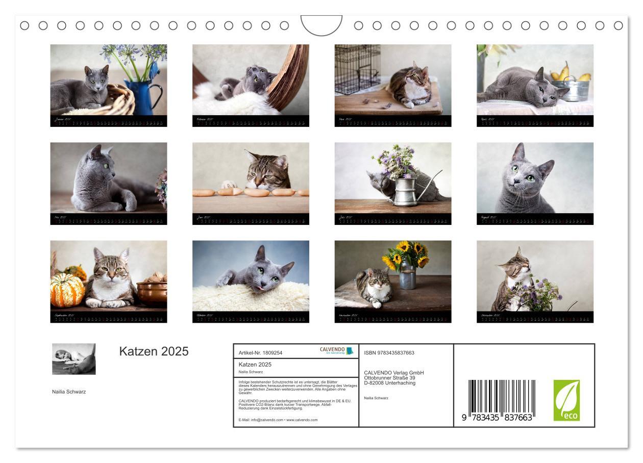 Bild: 9783435837663 | Katzen 2025 (Wandkalender 2025 DIN A4 quer), CALVENDO Monatskalender