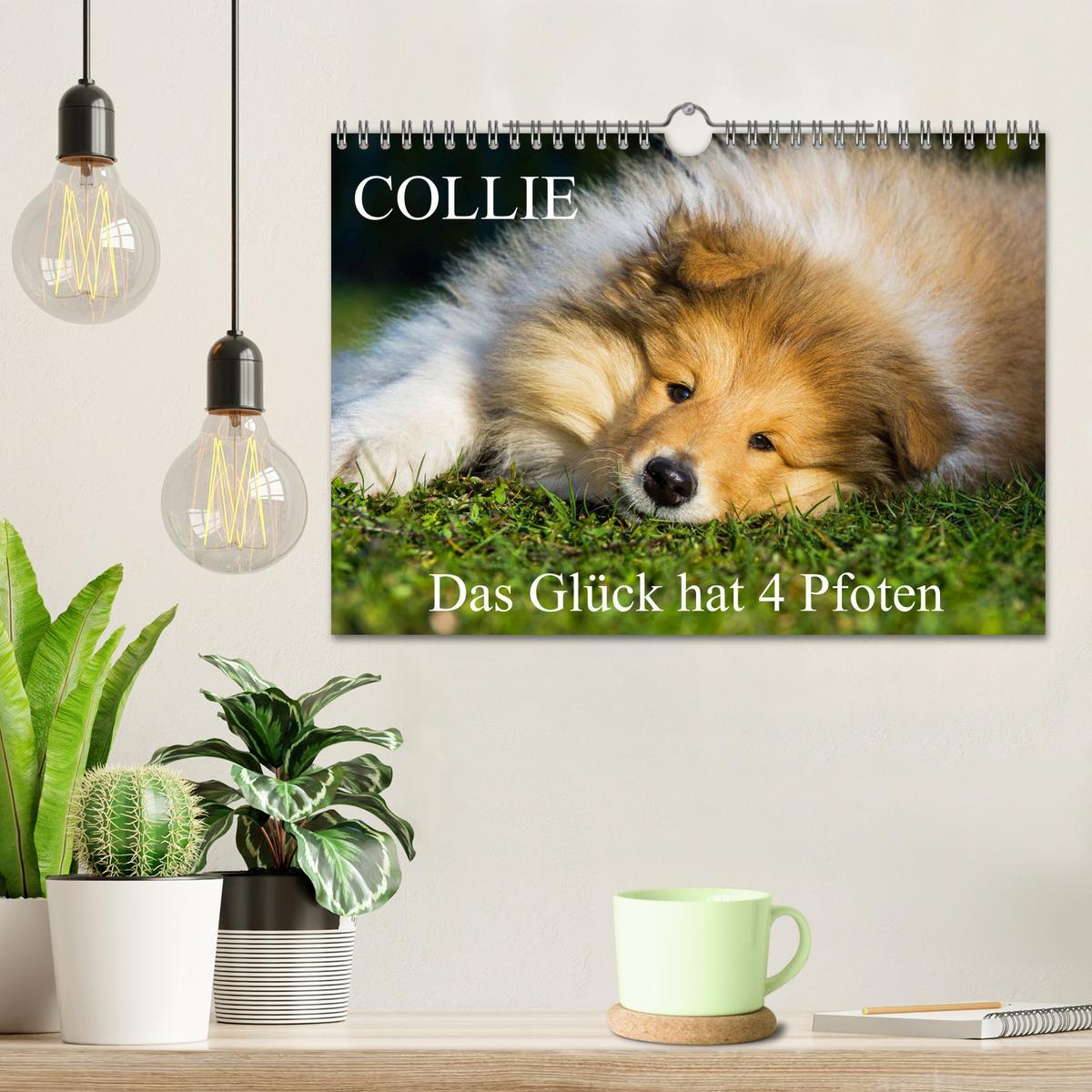 Bild: 9783435312528 | Collie - Das Glück hat 4 Pfoten (Wandkalender 2025 DIN A4 quer),...