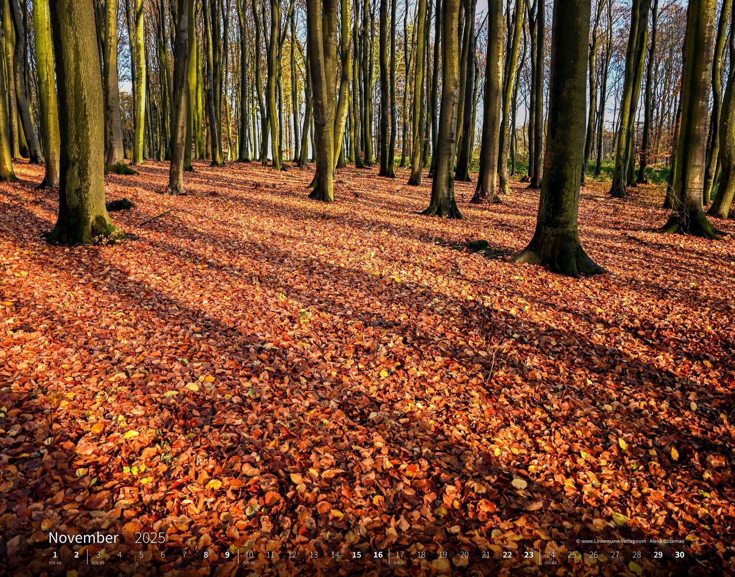 Bild: 9783862923397 | Bäume-Wälder 2025 Großformat-Kalender 58 x 45,5 cm | Linnemann Verlag