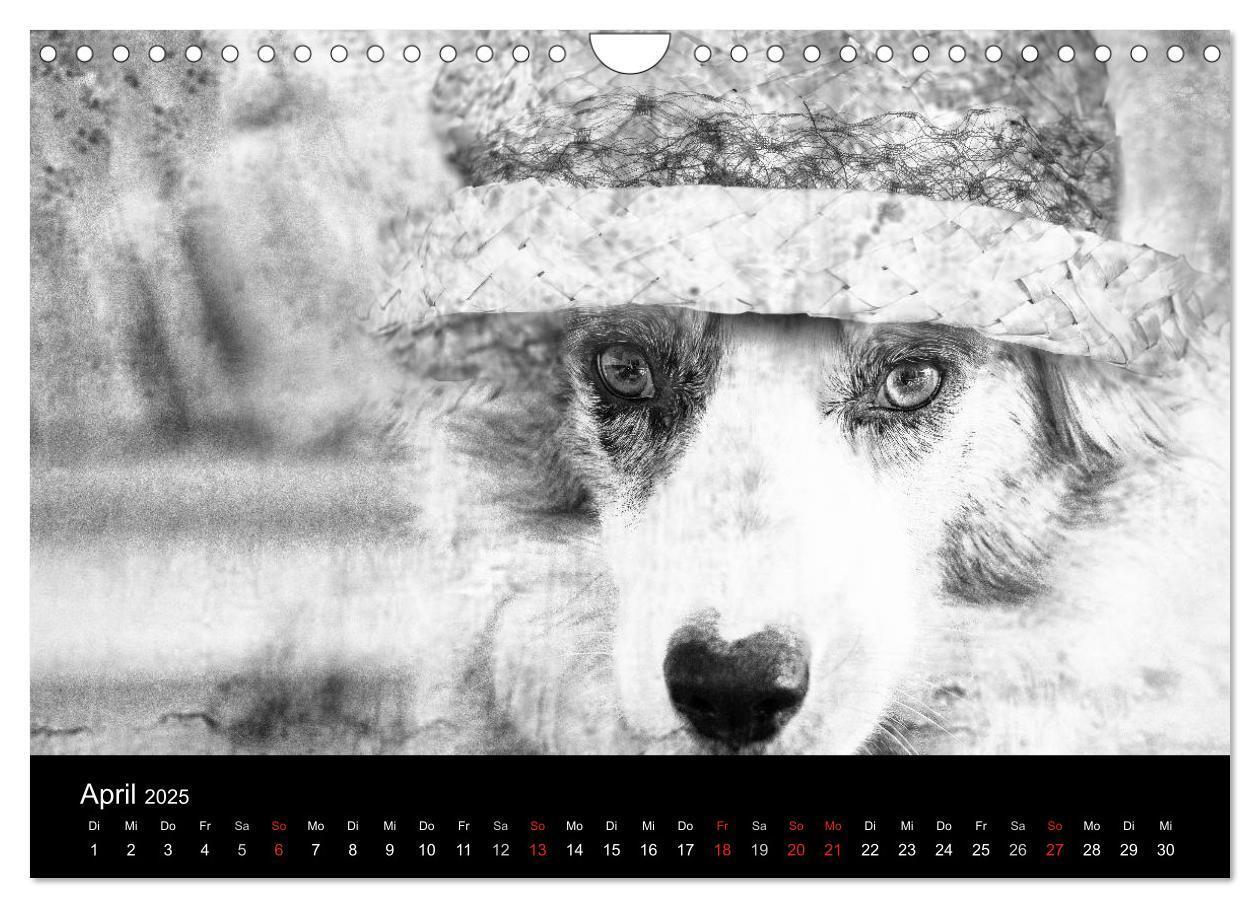 Bild: 9783435781522 | Hütehunde (Wandkalender 2025 DIN A4 quer), CALVENDO Monatskalender