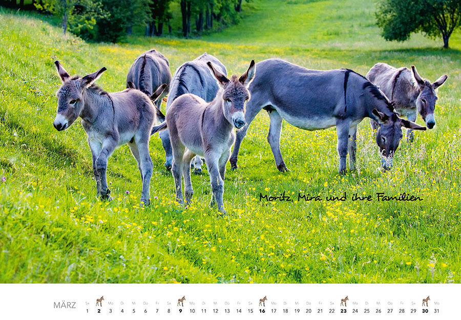 Bild: 9783966648134 | Esel Kalender 2025 | J.-L. Klein (u. a.) | Kalender | Spiralbindung