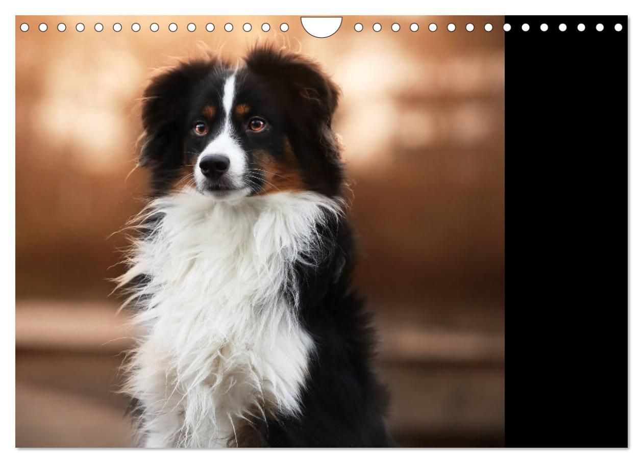 Bild: 9783435187249 | Australian Shepherd Tri Color (Wandkalender 2025 DIN A4 quer),...