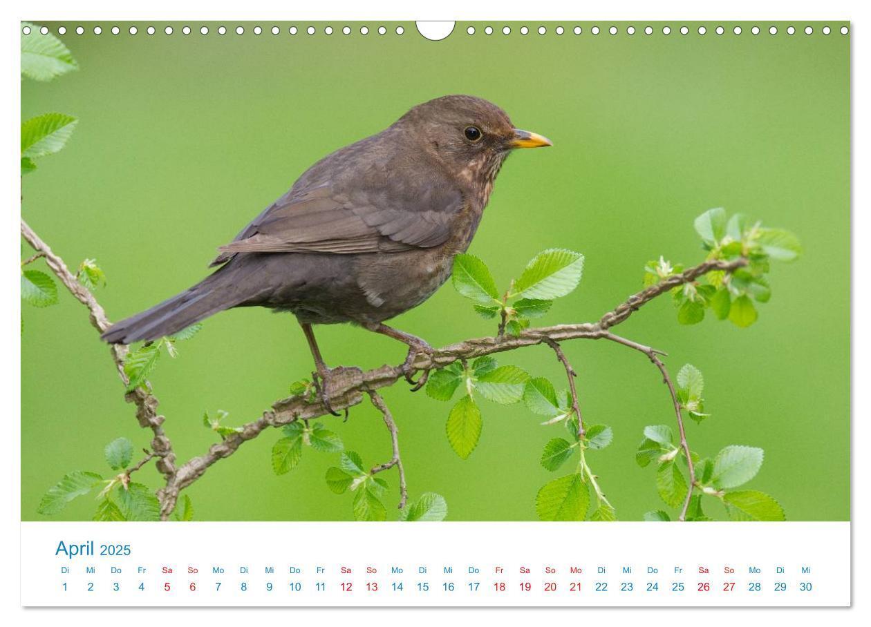 Bild: 9783435464357 | Singvögel - 12 Arten im Garten (Wandkalender 2025 DIN A3 quer),...