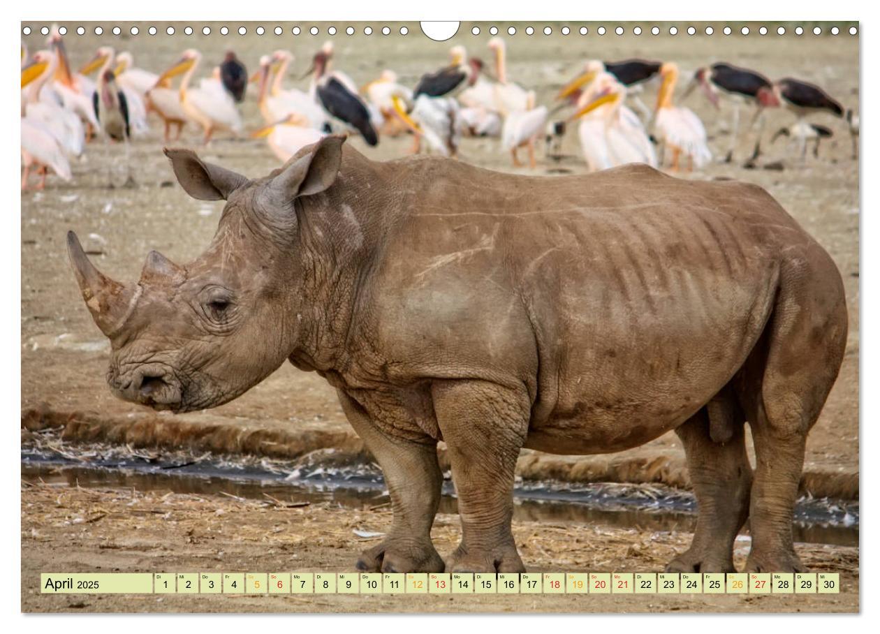 Bild: 9783435370788 | Bedrohte Tierart - Nashorn (Wandkalender 2025 DIN A3 quer),...