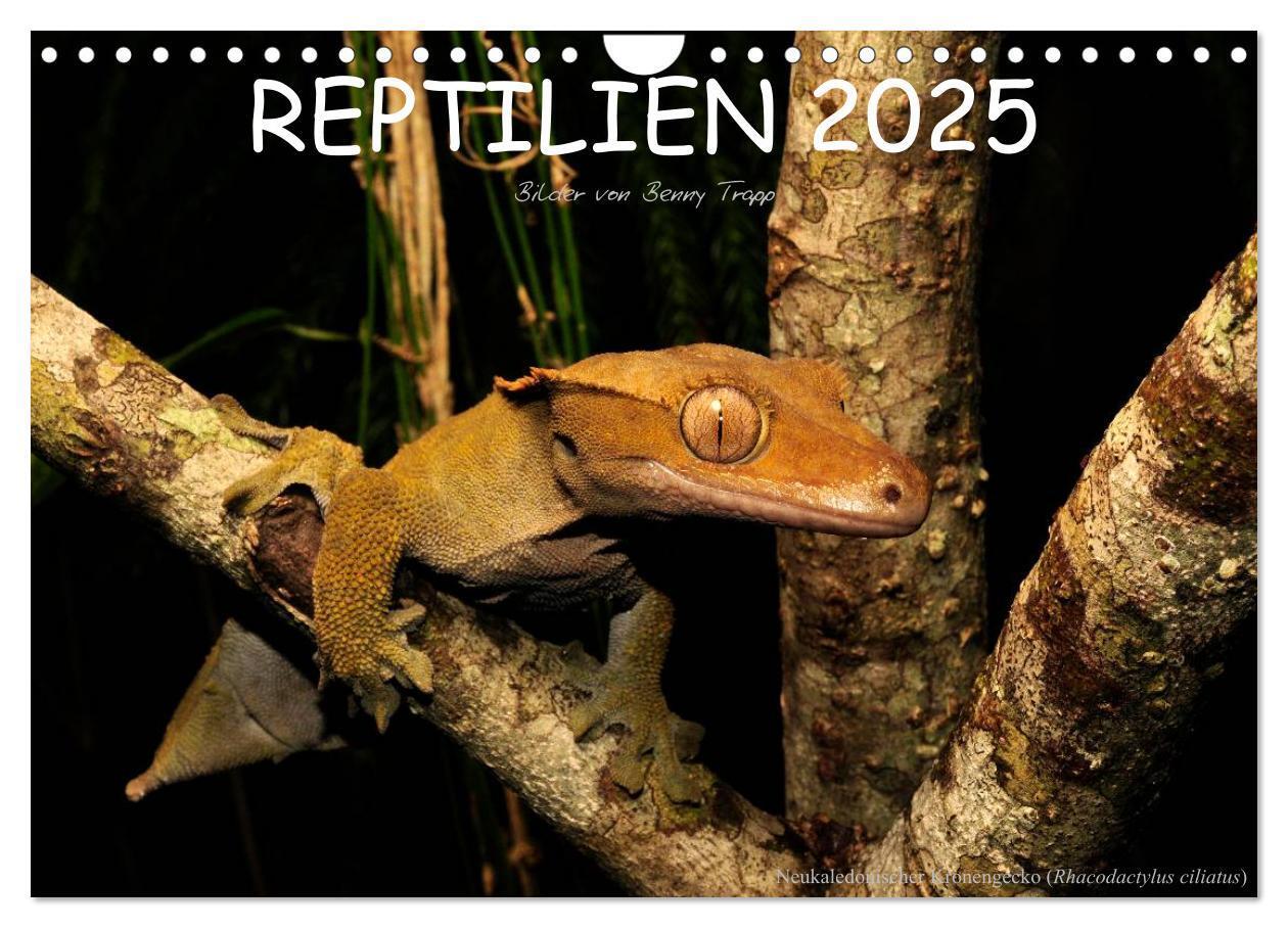 Cover: 9783435774548 | REPTILIEN (Wandkalender 2025 DIN A4 quer), CALVENDO Monatskalender