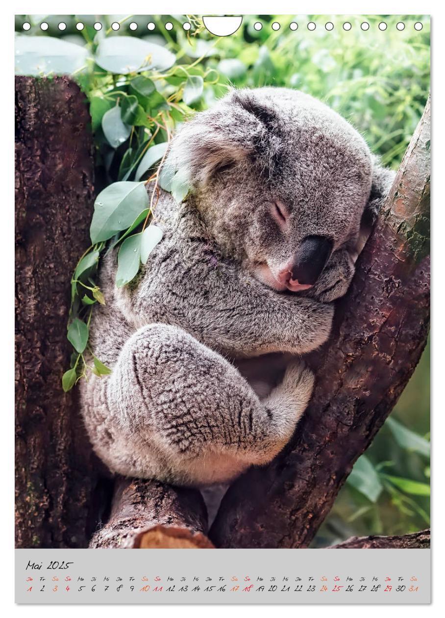 Bild: 9783435950577 | Koala, kleiner Bär (Wandkalender 2025 DIN A4 hoch), CALVENDO...