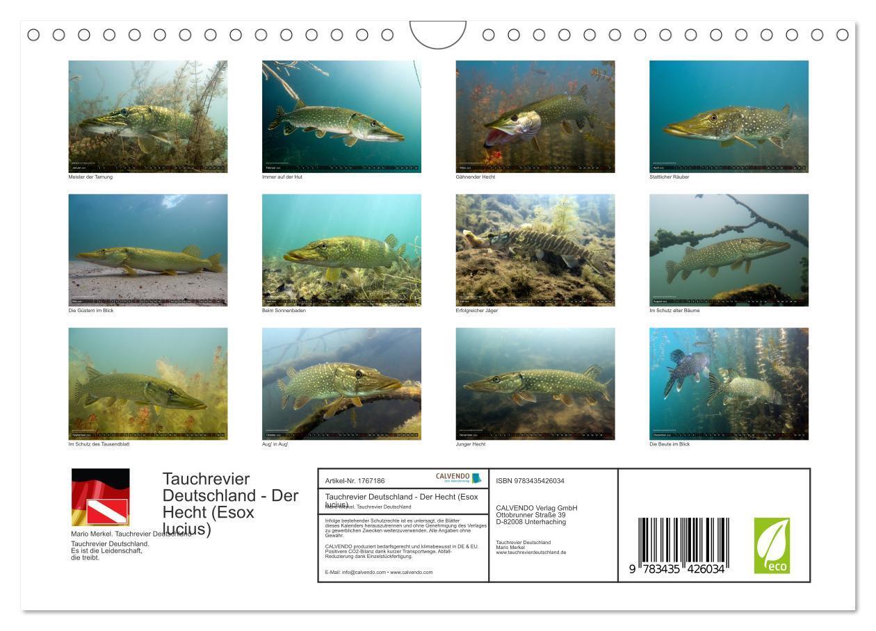 Bild: 9783435426034 | Tauchrevier Deutschland - Der Hecht (Esox lucius) (Wandkalender...