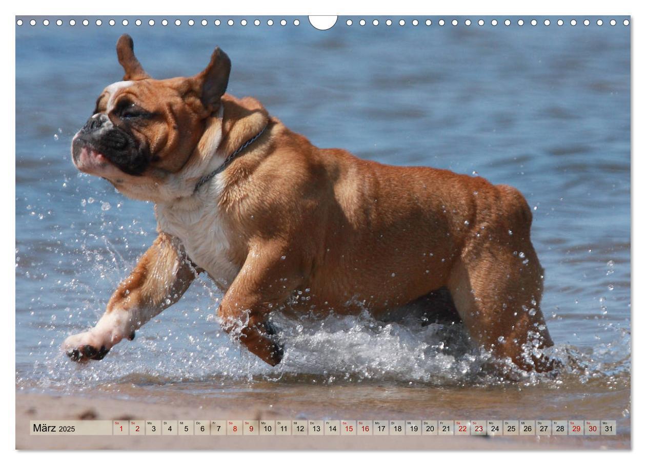 Bild: 9783435385805 | Bulldoggen - Englische und Französische Bulldoggen (Wandkalender...