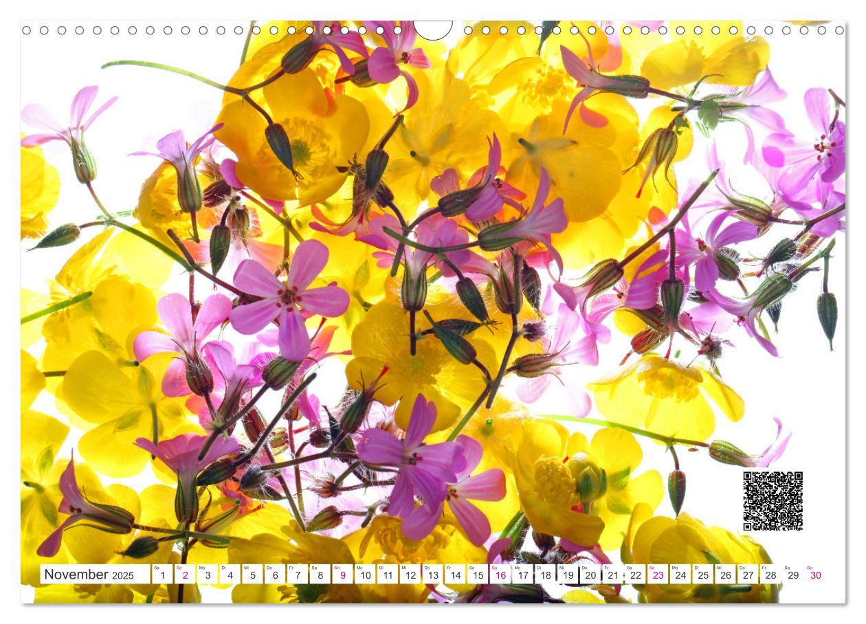 Bild: 9783435029716 | Blumen und dufte Musik (Wandkalender 2025 DIN A3 quer), CALVENDO...