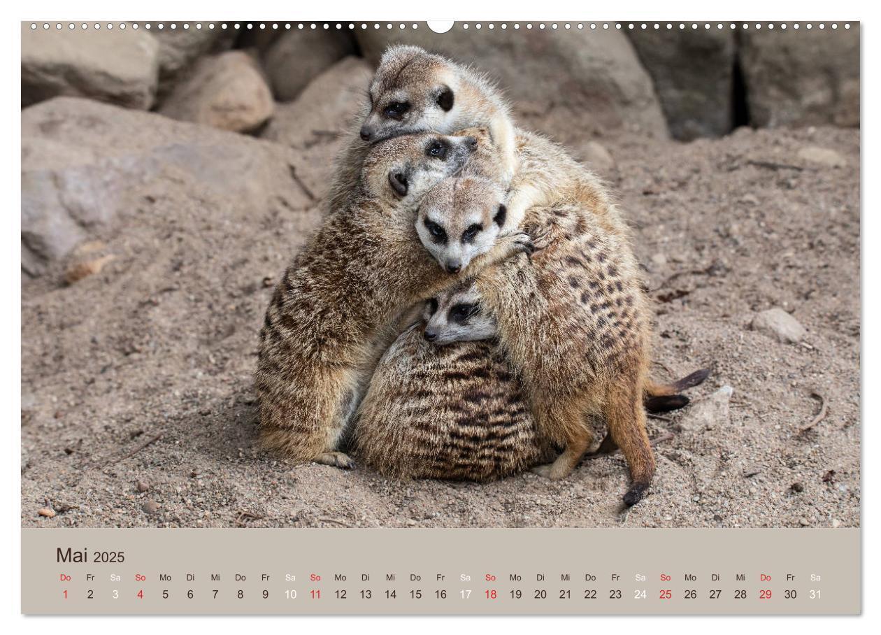 Bild: 9783435210640 | Quirlige Erdmännchen (Wandkalender 2025 DIN A2 quer), CALVENDO...