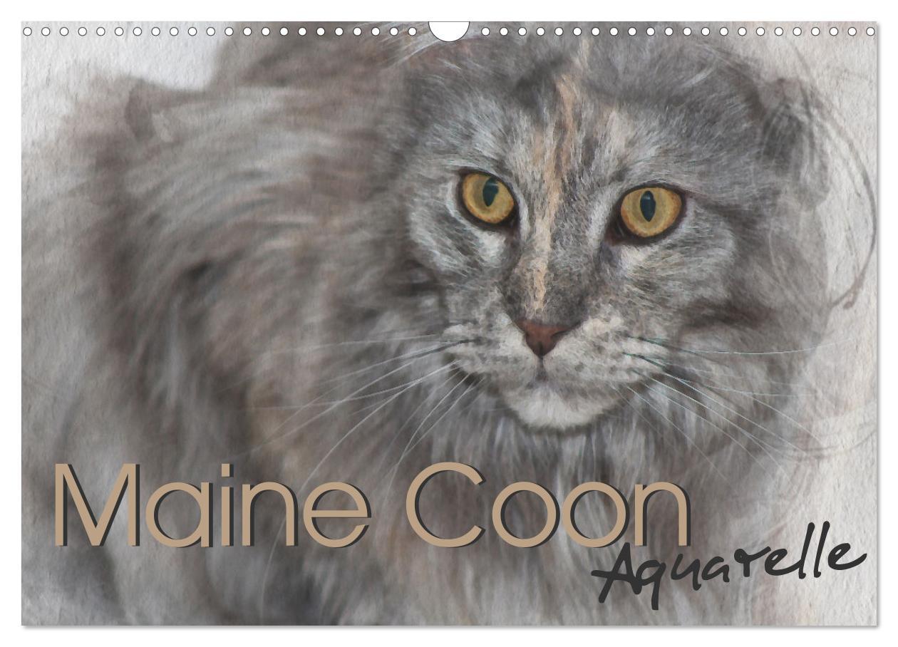 Cover: 9783435024186 | Maine Coon Aquarelle (Wandkalender 2025 DIN A3 quer), CALVENDO...