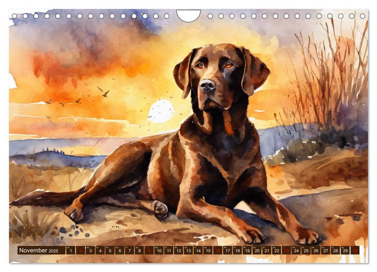 Bild: 9783383822575 | Voller Kraft und Energie - Labrador-Retriever (Wandkalender 2025...