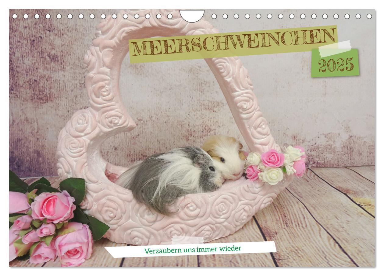 Cover: 9783435092963 | MEERSCHWEINCHEN verzaubern uns immer wieder (Wandkalender 2025 DIN...