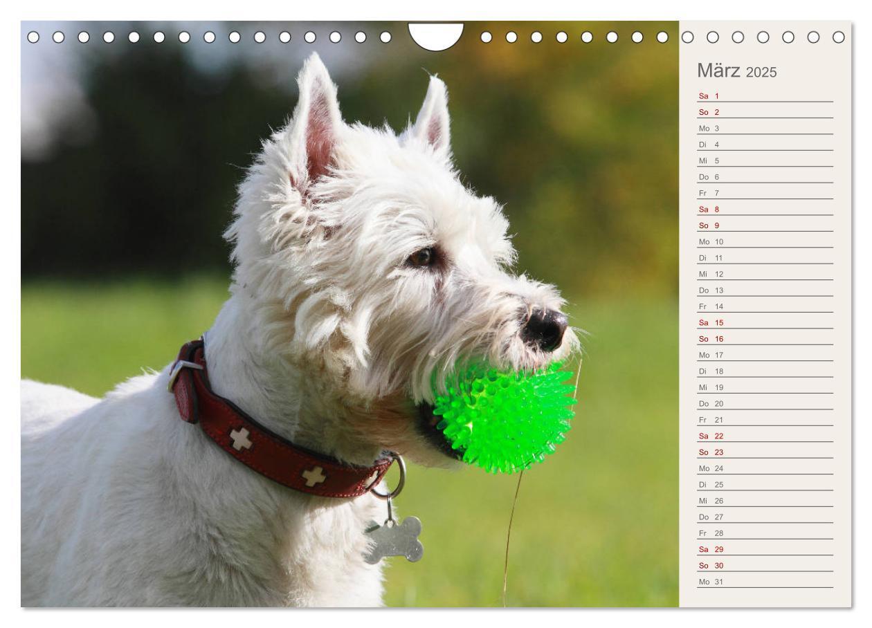 Bild: 9783435408665 | West Highland White Terrier - Selbstbewustes Powerpaket - der...