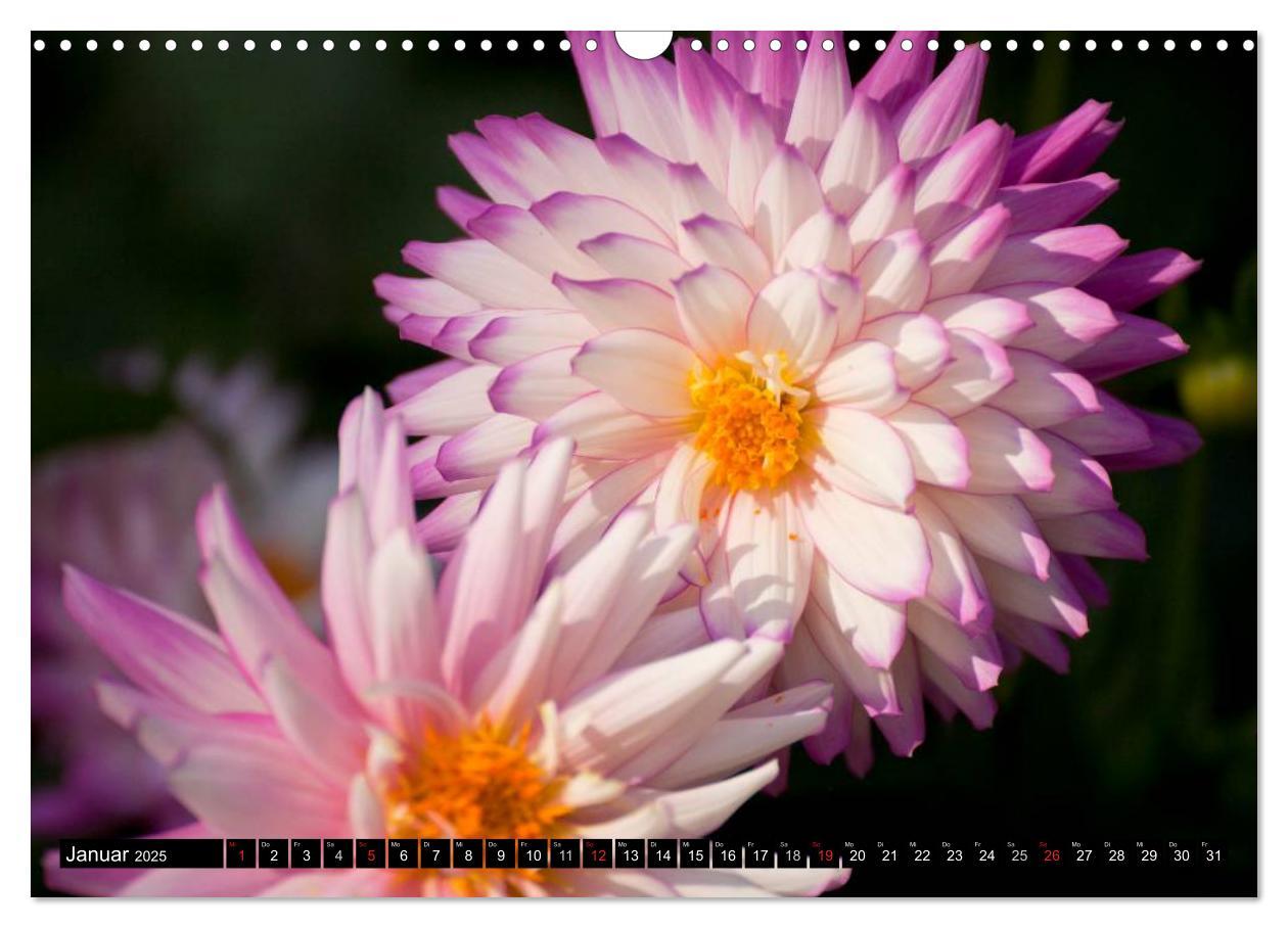 Bild: 9783435663651 | Dahlia - Dahlien (Wandkalender 2025 DIN A3 quer), CALVENDO...