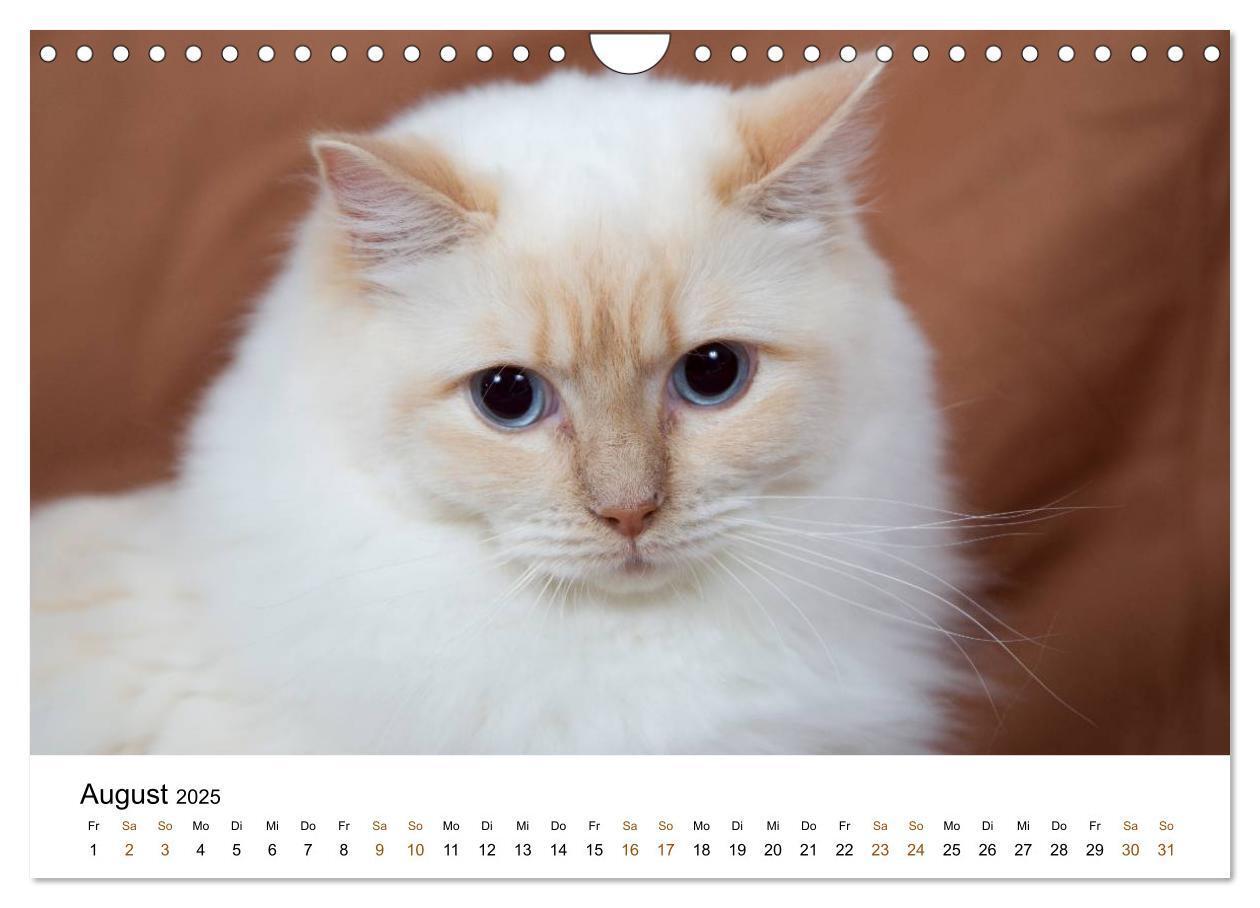 Bild: 9783435754328 | Ragdolls (Wandkalender 2025 DIN A4 quer), CALVENDO Monatskalender