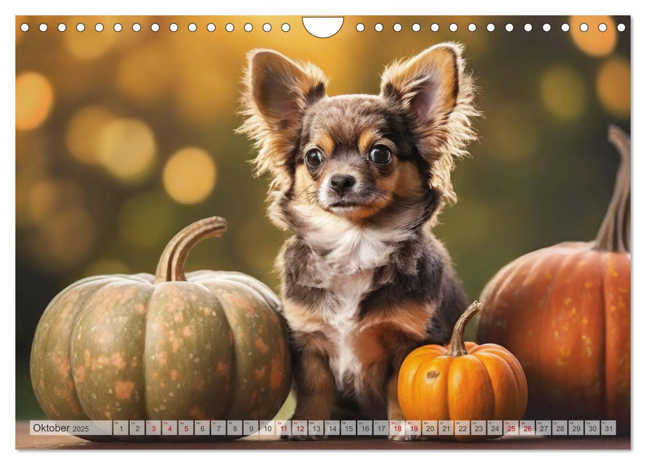 Bild: 9783383811456 | Chihuahuas - Kleine Hunde - große Temperamentbündel (Wandkalender...