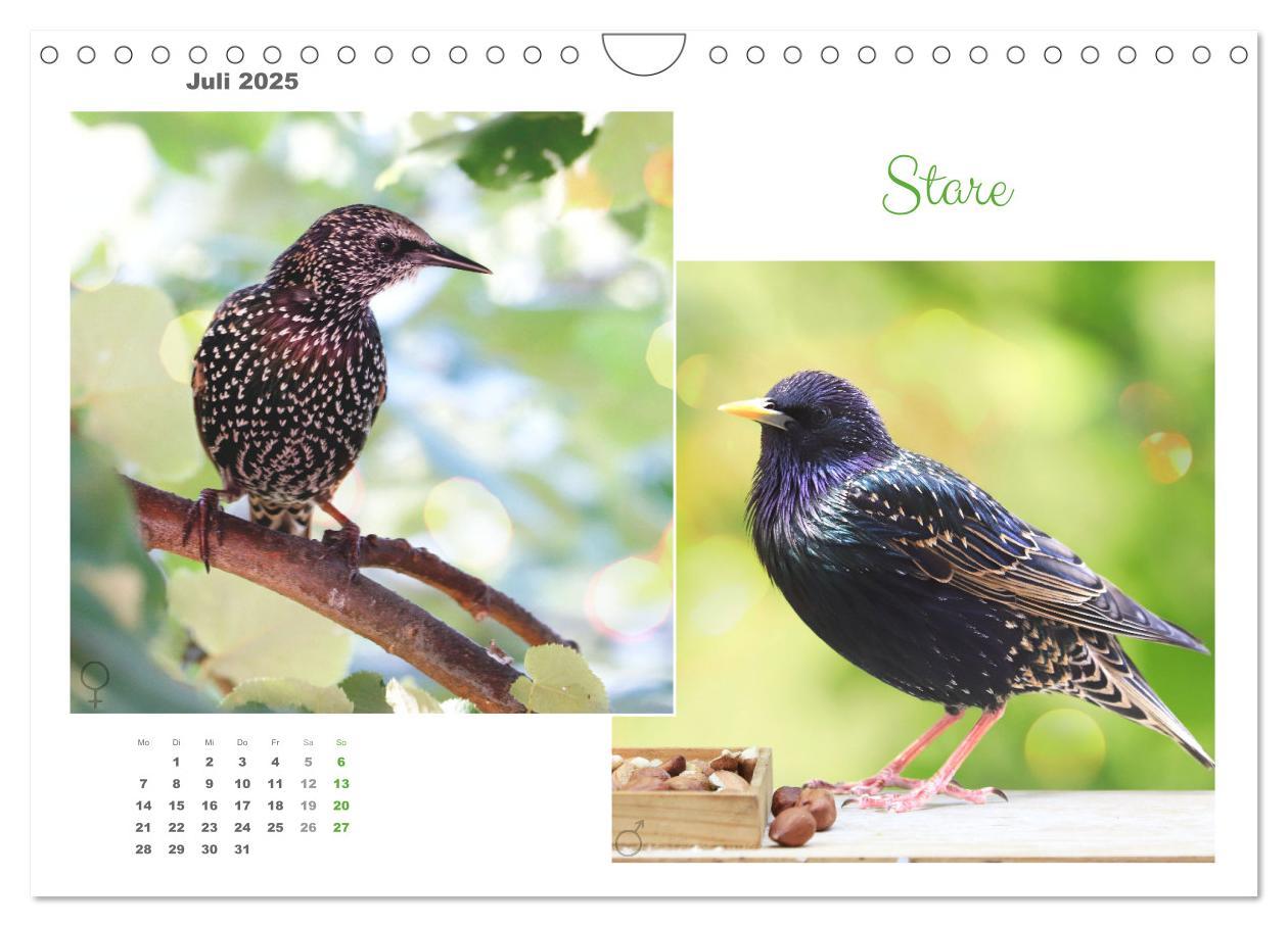 Bild: 9783435060269 | Vogel-Pärchen (Wandkalender 2025 DIN A4 quer), CALVENDO Monatskalender