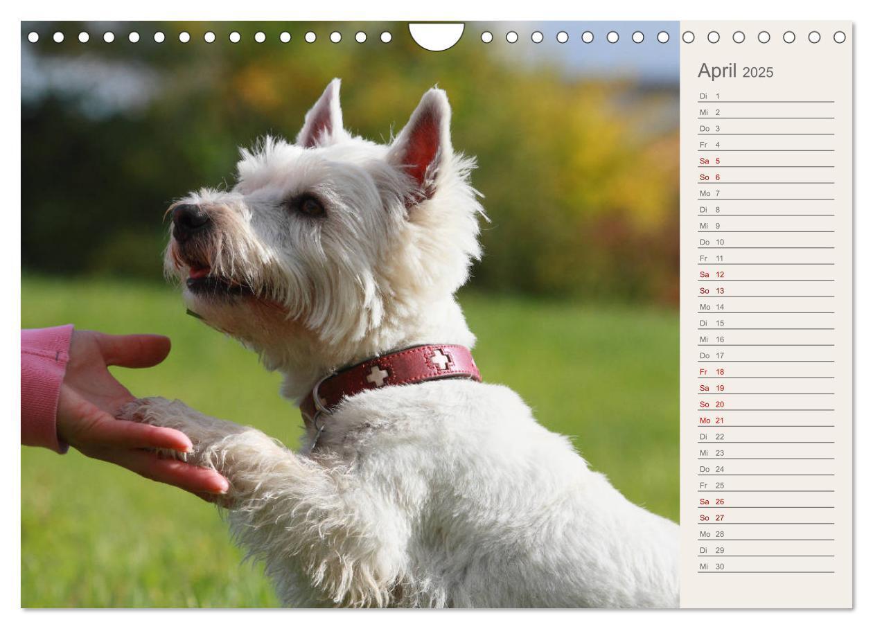 Bild: 9783435408665 | West Highland White Terrier - Selbstbewustes Powerpaket - der...