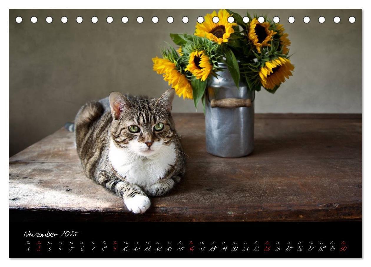 Bild: 9783435827954 | Katzen 2025 (Tischkalender 2025 DIN A5 quer), CALVENDO Monatskalender