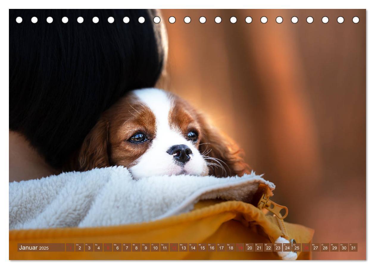 Bild: 9783435178896 | Der Welpenkalender - Cavalier King Charles Spaniel (Tischkalender...