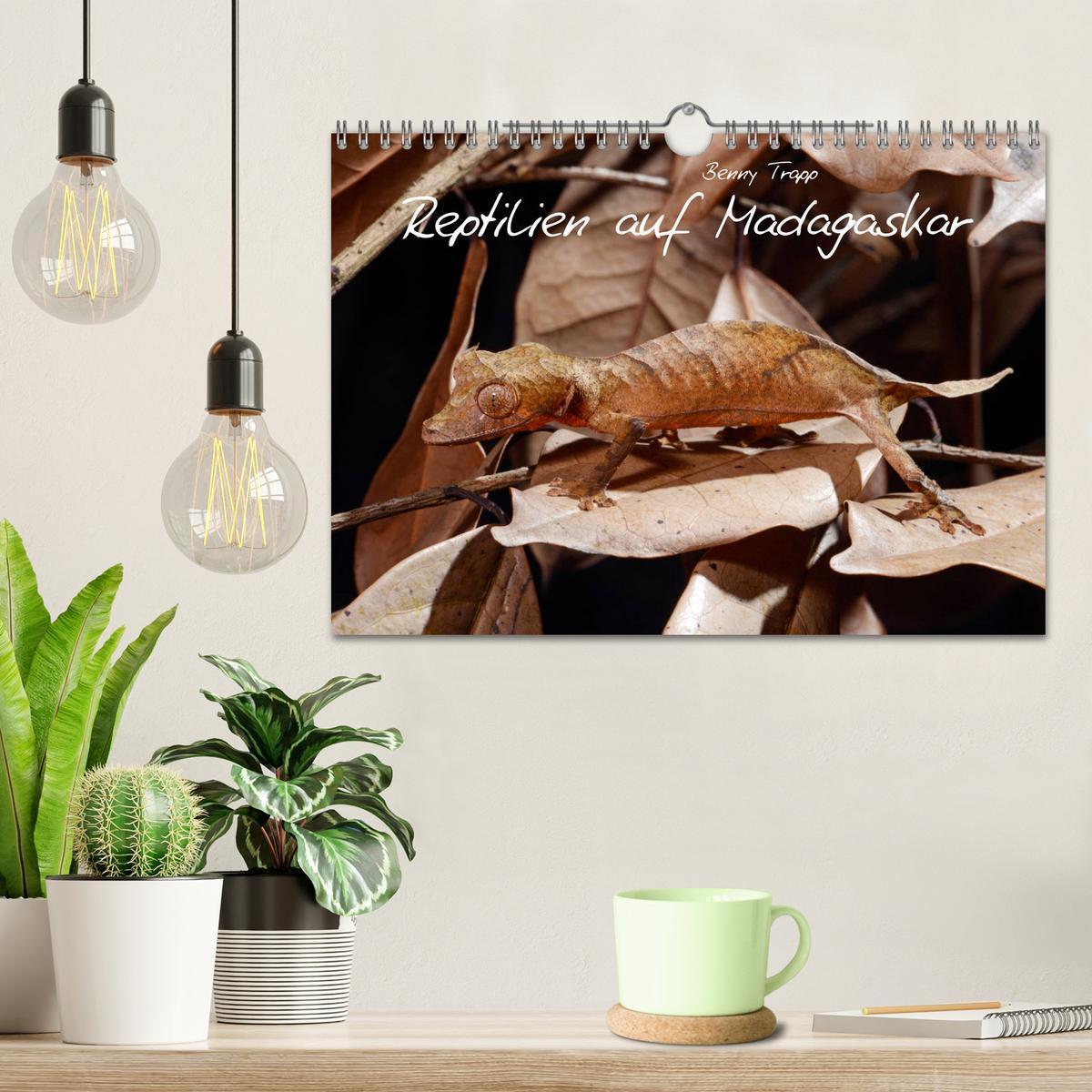 Bild: 9783435280896 | Reptilien auf Madagaskar (Wandkalender 2025 DIN A4 quer), CALVENDO...