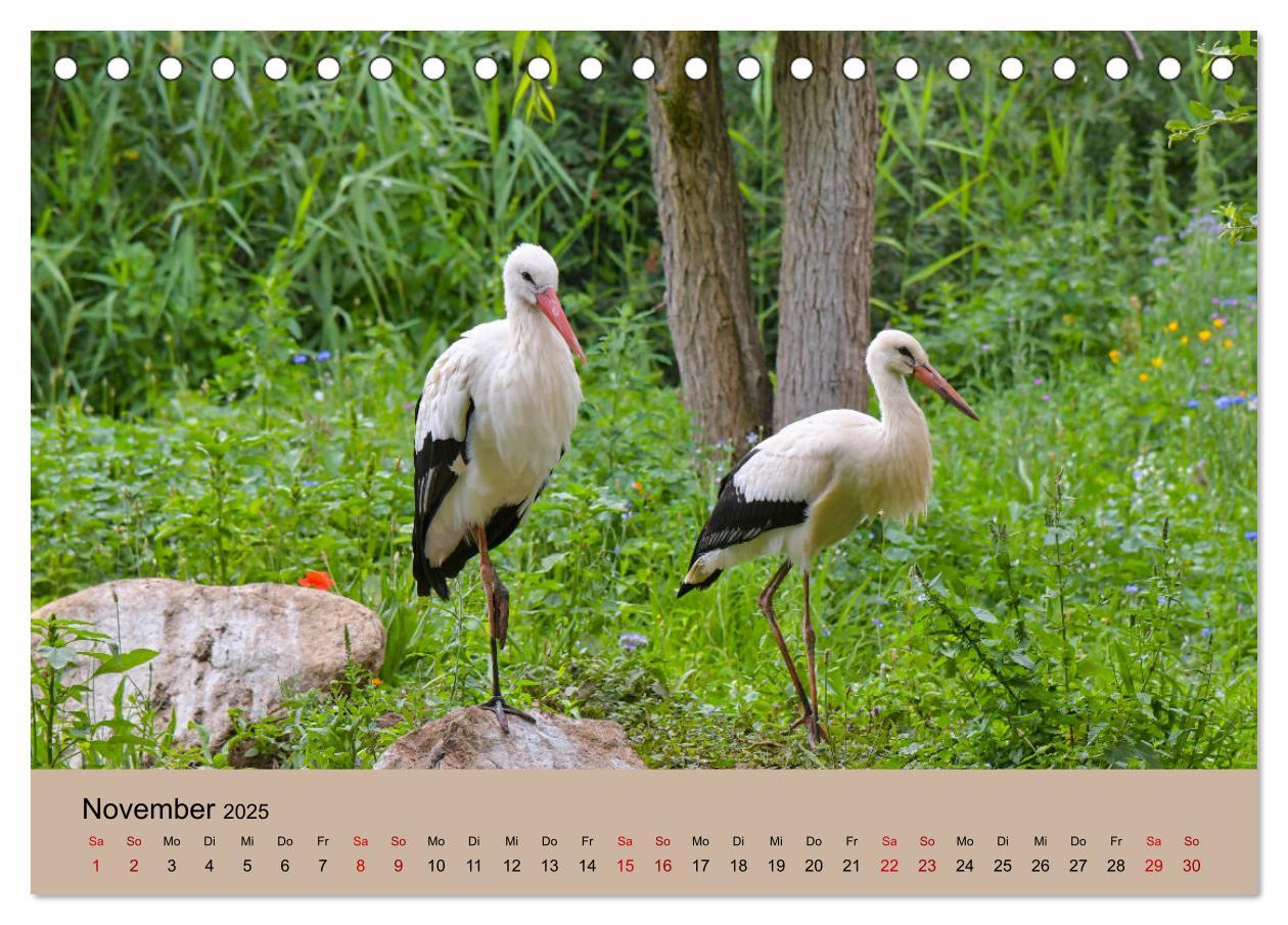 Bild: 9783435019038 | Der Storchenkalender (Tischkalender 2025 DIN A5 quer), CALVENDO...