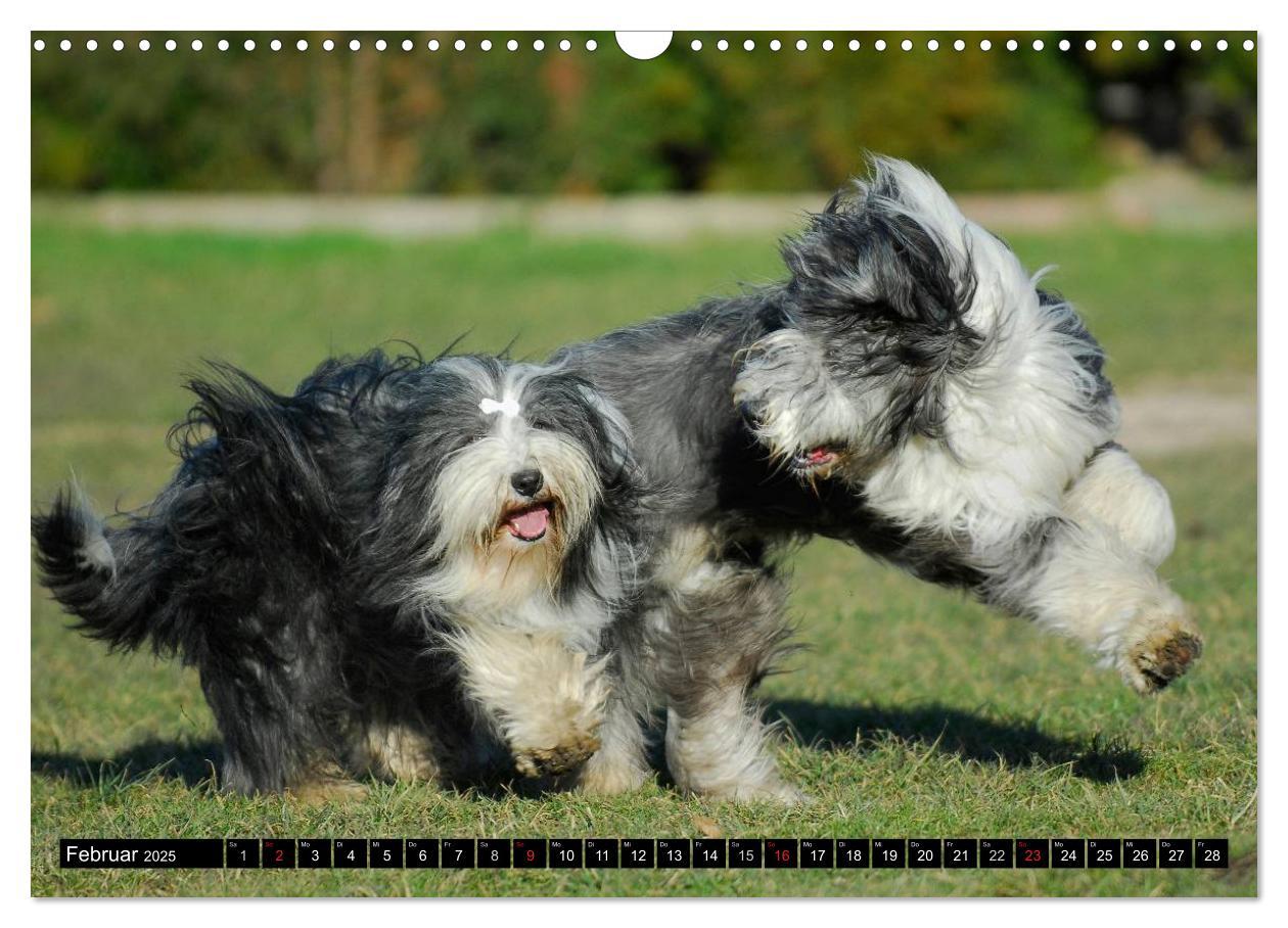 Bild: 9783435573509 | Liebenswerter Clown Bearded Collie (Wandkalender 2025 DIN A3 quer),...