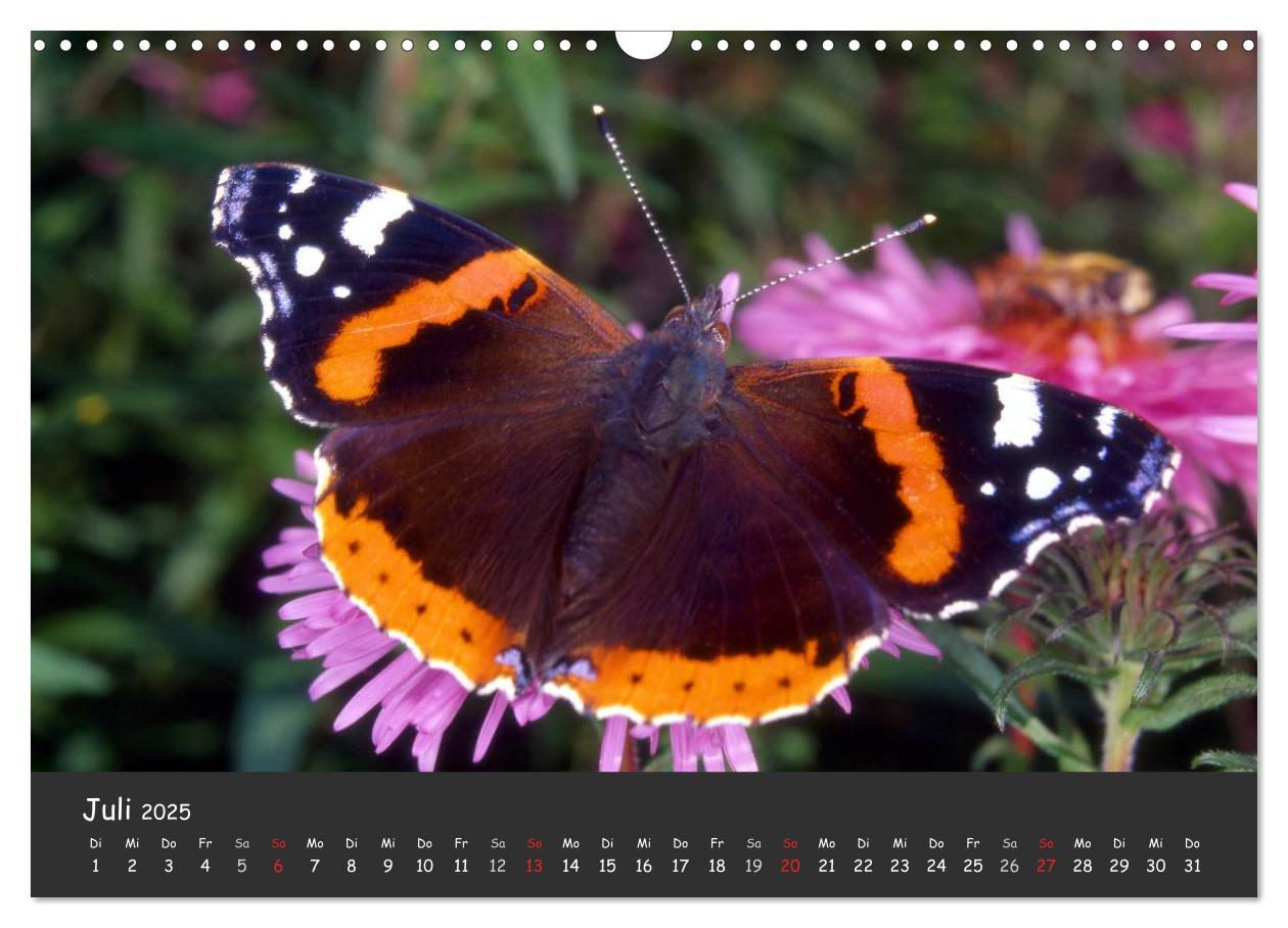 Bild: 9783435705894 | Wunderschöne Schmetterlinge (Wandkalender 2025 DIN A3 quer),...